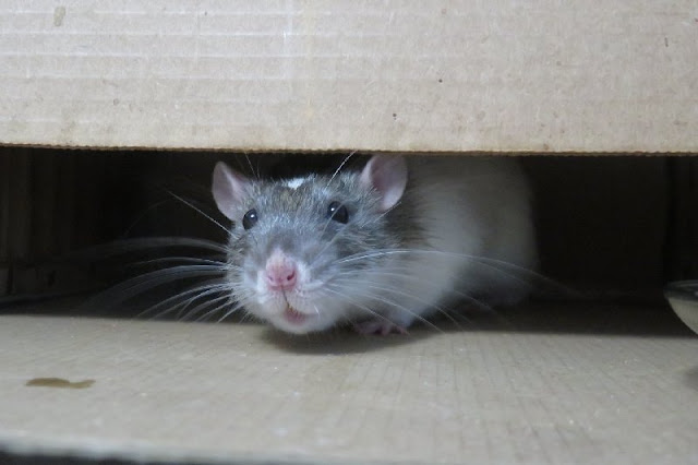Científicos logran inducir el letargo en ratas: ¿Estamos ante la posibilidad de que los humanos también puedan entrar en hibernación para enfrentar condiciones extremas?