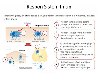 respon_sistem_imun_tubuh