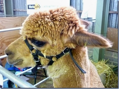 alpaca 1