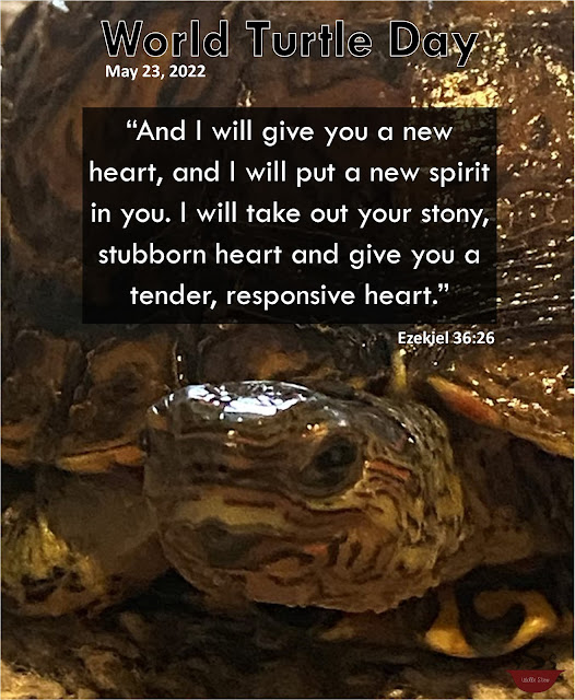 A turtle in the background with text overlay that reads: "And I will give you a new heart, and I will put a new spirit in you. I will take out your stony, stubborn heart and give you a tender, responsive heart." - Ezekiel 36:26