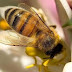 Perawatan Kecantikan dengan Racun Lebah