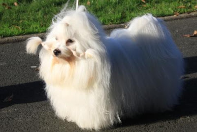 Coton de Tulear