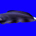 سمكة البلاك جوست Black ghost knifefish سمكة البلاك جوست Black ghost knifefish