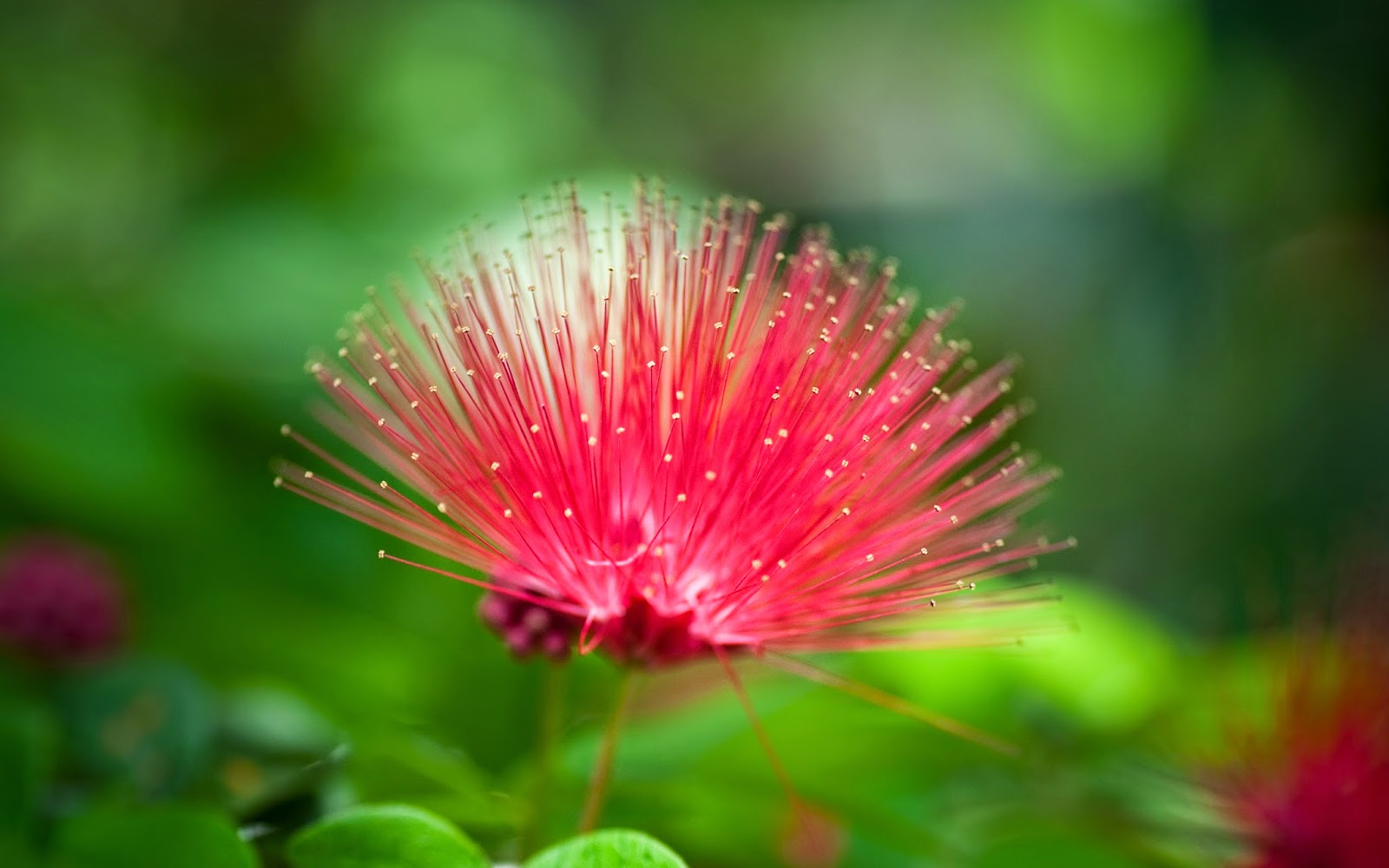 Beauty Flower Nature Wallpaper | All HD Wallpapers