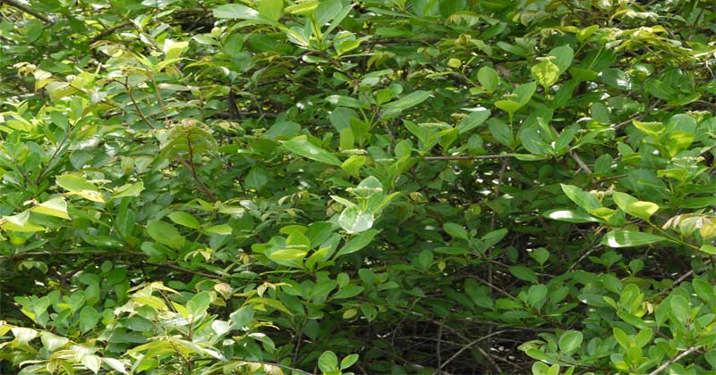 કોરોના : ચેતજો શિયાળો આવે છે, કફ, સોજો, હરસ, કબજીયાત,ચામડીના રોગ અટકાવવા માટે આ રહિયો વનસ્પતિ ઉપચાર