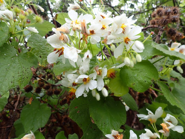 Sparrmannia africana