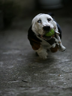 Tips For Photographing Your Pet