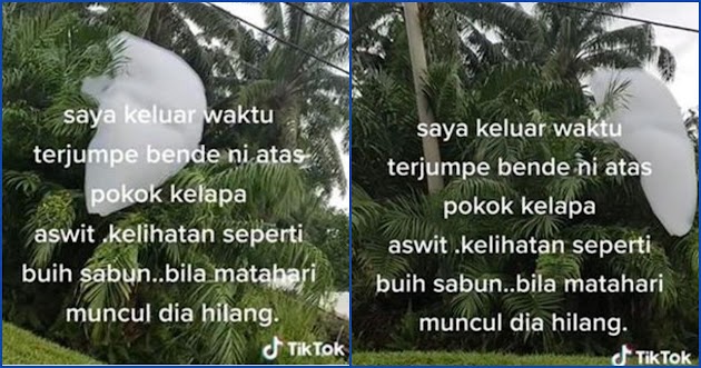 Viral Benda Putih Menempel di Pohon Palem Mirip Awan, Netizen: Milik Son Goku