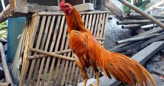 Ciri Anak Ayam Bangkok Jantan dan Cara Membedakannya ...