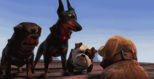 Dogs Looking Reaction Gif