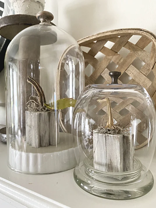 glass cloches with knob tops