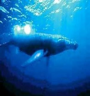 ikan paus biru, paus mamalia, hewan laut terbesar, makhluk dasar laut