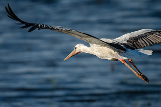 Wildlifefotografie Weißstorch Lippeaue Olaf Kerber