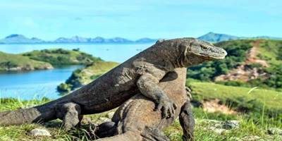 Pulau Komodo akan Ditutup Selama 1 Tahun