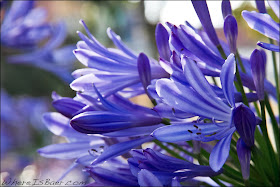 beautiful blue flowers, colombia, rio mocoa, Chris Baer