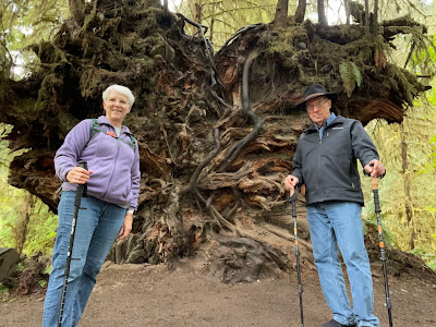 uprooted tree