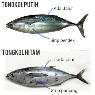 ikan tongkol, aneka resepi ikan tongkol, tentang ikan tongkol, perbezaan ikan tongkol hitam dan putih, cara bezakan ikan tongkol hitam dan putih, resepi singgang ikan tongkol, resepi asam rebus ikan tongkol, resepi sambal ikan tongkol, resepi asam pedas ikan tongkol, resepi gulai ikan tongkol, resepi ikan tongkol asam manis Indonesian style, resepi ikan tongkol bakar sumbat kelapa tempoyak, resepi ikan tongkol goreng berempah, resepi ikan tongkol goreng taucu, resepi ikan tongkol masak asam cuka, resepi ikan tongkol masak kicap, resepi jeruk ikan tongkol, cara buat jeruk ikan tongkol, resepi kari ikan tongkol, resepi rending ikan tongkol, resepi sardin ikan tongkol homemade, resepi ikan tongkol masak lemak, resepi ikan tongkol masak asam, resepi ikan tongkol nasi dagang, resepi ikan tongkol azie kitchen, resepi ikan tongkol berlada, resepi ikan tongkol masak asam Terengganu, khasiat ikan tongkol putih, khasiat ikan tongkol hitam, ikan aya lembut, resepi ikan tongkol hitam