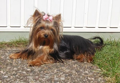 Yorkshire Terrier