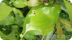 IMG20170611170810