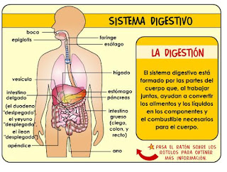  Aparato digestivo