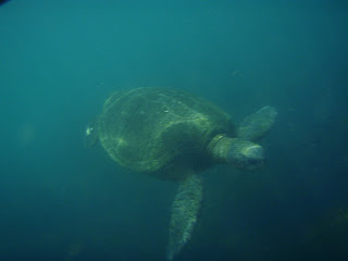 Underwater sea turtle