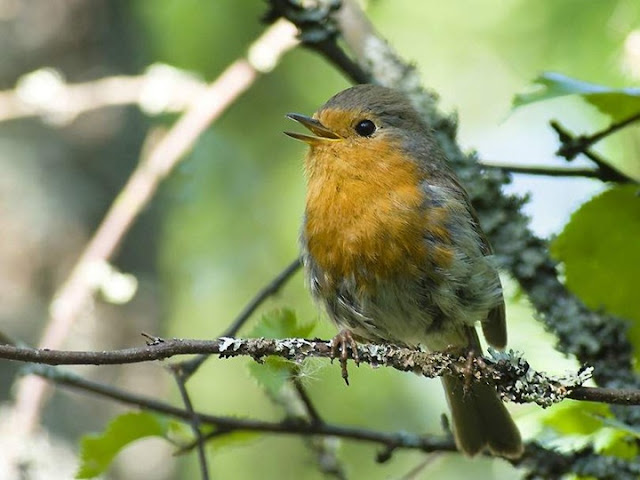 Colorful Birds - Beautiful Collection Seen On www.coolpicturegallery.us