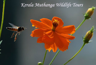 Kerala Muthanga Wildlife