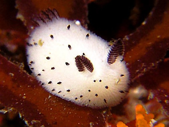 海の中の珍獣 かわいいウミウシたち6つ まるでピカチュウのよう N ミライノシテン
