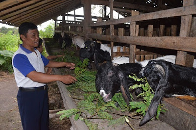 Tips Cara Beternak Kambing Bagi Pemula