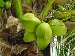 KELAPA