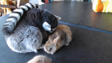 Just a lemur playing with baby bunnies