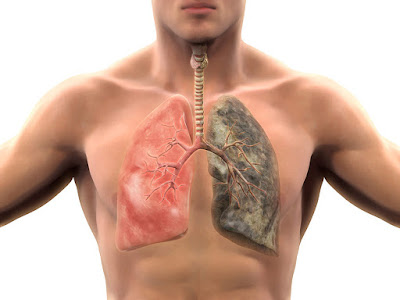 những tác hại của thuốc lá tới phổi