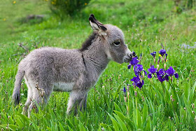 Funny animals of the week - 3 January 2014 (40 pics), donkey smells flowers