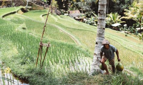 20 Poto Pemandangan Sawah Yang Bikin Ingat Suasana 