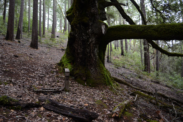 post beside the big tree