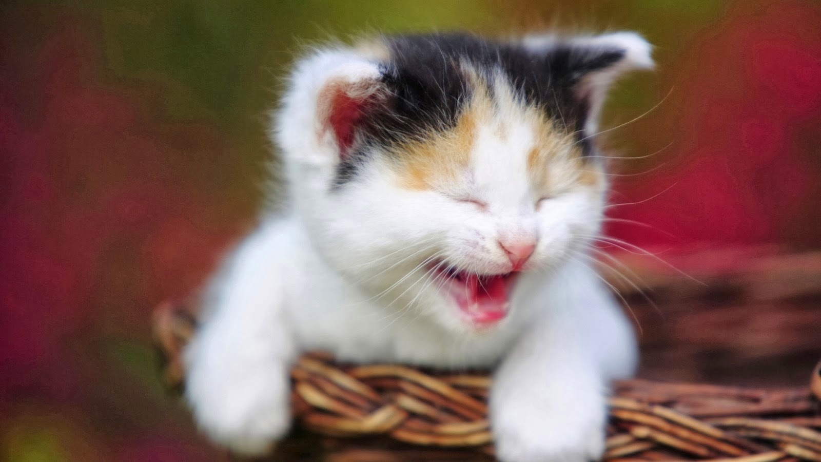 Download Wallpaper Gambar Kucing Lucu Kumpulan Wallpaper