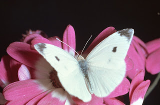 Cabbage White