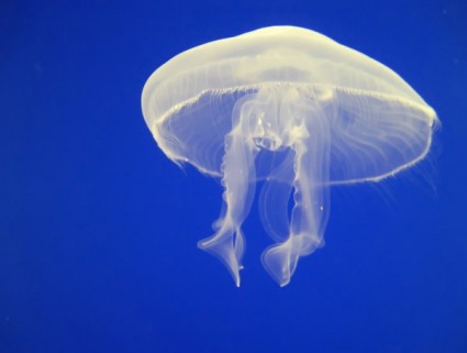 Jellyfish | A-Z List of 125 Rare Albino Animals [Pics]