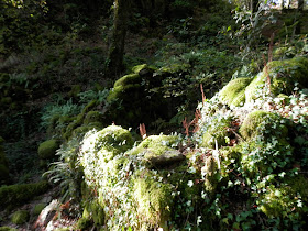 by E.V.Pita.... Spain, amazing rain forest in River Barragan (Pazos de Borben) / Por E.V.Pita.... Sorprendente bosque del río Barragan (Galicia, Pazos de Borbén y Fornelos de Montes) / A fraga do Barragán