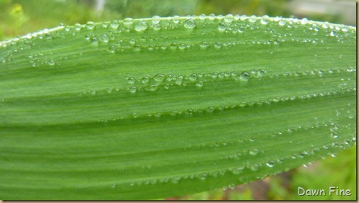 Water droplets and flowers_094