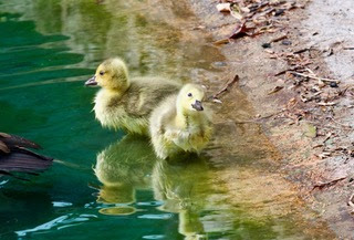 gosling walking near the pond