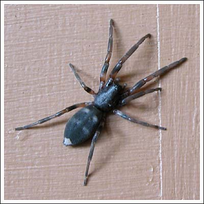 white tail spider bite pictures australia. or a White Tailed Spider