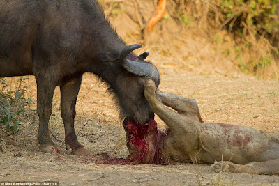 buffalo is battling deadly with the lion