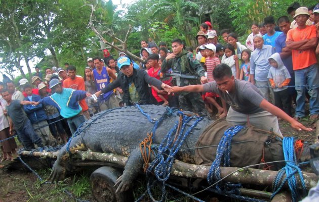 Buaya Raksasa Seberat 1 Ton Tertangkap Hidup-Hidup