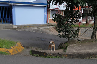 dogs of puriscal