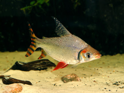 Flagtail characin