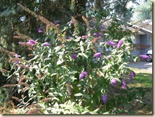 Buddleia bush