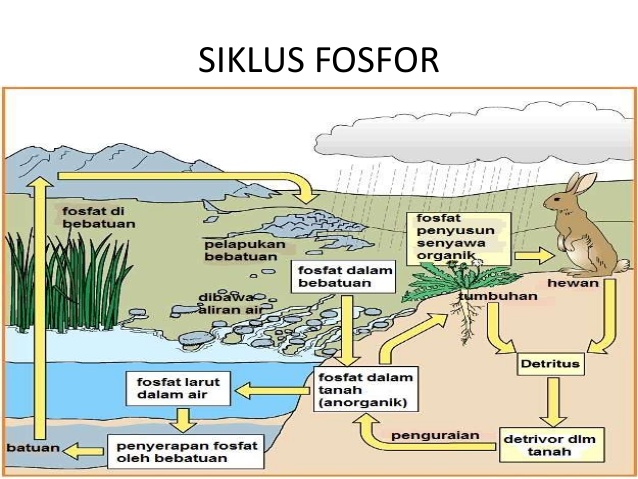 Rizkibio WEB Learning: Daur Fosfor