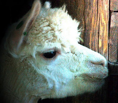 Along with Camels and Llamas, the Alpaca are classified as Camelids