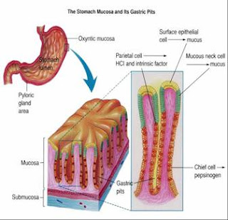 Bahaya Gastrik ~ Pensil Tekan  Blog Perkongsian Ilmu